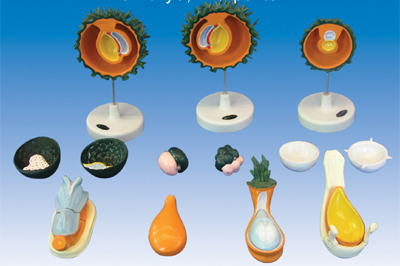 Mô hình thụ thai, phân chia tế bào trứng và sự phát triển của phôi thai